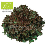 Huerto de Mezcla de Hojas de Ensalada