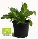 Huerto de Mezcla de Hojas de Ensalada