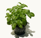 Huerto de Hierbas culinarias