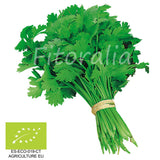 Huerto de Hierbas culinarias