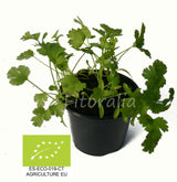 Huerto de Hierbas culinarias