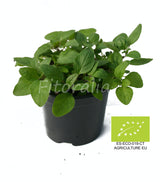 Huerto de Hierbas culinarias