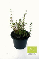 Huerto de Hierbas culinarias