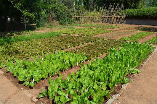 Huerto de Sopas